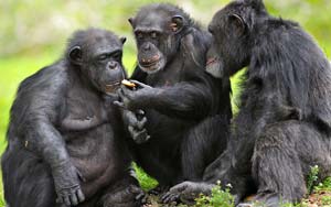 Chimpanzees use leafy cups to guzzle alcohol with chums 
