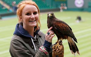 Rufus the hawk rules the Wimbledon skies