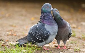 Pigeons put on the pill to stop reproduction of 'flying rats'