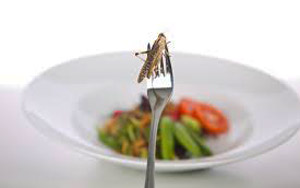 Insects may be the answer to consumer demand for more protein