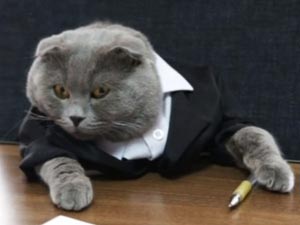 Cat hired as Manager at Online Gifts Company