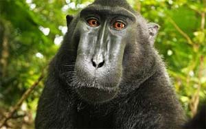 PETA steps forward to claim `selfie-freak` monkey`s right over pic