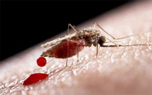 How malaria parasite grows