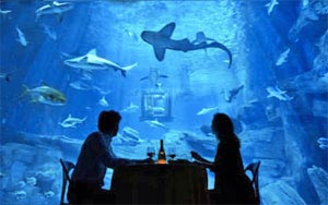 Fancy sleeping with the sharks? Airbnb lets you