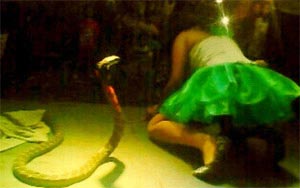 Shocking! Indonesian Singer dies on stage after being bitten by a King Cobra during Performance