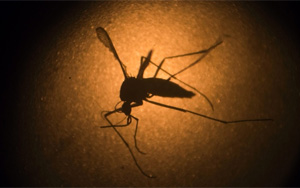 Old tires, a new weapon against Zika