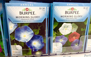 Disturbing Trend Has Teens eating Garden Plant Seeds for Their Hallucinogenic Effects