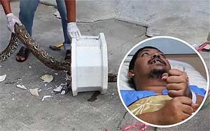 Thai man bitten on genitals by 9ft python while on toilet 