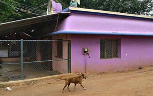 Dog Circling Hindu Temple Every Day Has Everyone Scratching Their Heads