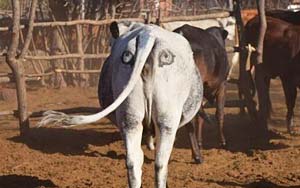 Scientists Draw Eyes on the Butts of Cows to Protect Them from Lions