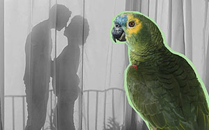 A family parrot exposes husband's affair with housemaid in Kuwait