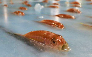 Japanese Skating Rink Freezes 5,000 Marine Creatures in Ice as Promotional Gimmick