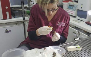 Woman Accidentally Steps on Garden Snail, Takes It to the Vet to Save Its Life