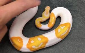Python breeder claims to have bred world's first 'Emoji Snake' with happy faces on its back