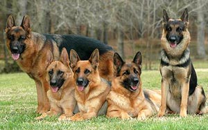 German Shepherds can detect breast cancer accurately: Study