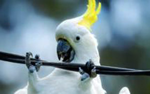 Cockatoos Chewing Up Australia's Broadband Network