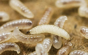 This Israeli Startup Wants You to Eat Fruit Fly Larvae to Help Save Our Planet