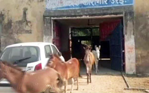 Donkeys Jailed For 4 Days In Uttar Pradesh. Granted bail!