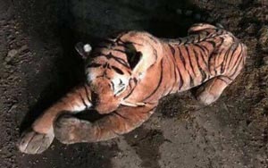 Police in dramatic 45- minute standoff with tiger, only to find it's a stuffed toy