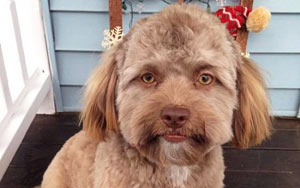 Yogi, a dog with a human-looking face, sends Internet into frenzy