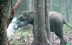 The mystery of the smoking elephant has been solved