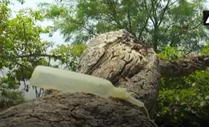 World's second-largest Banyan tree on saline drips, 'crutches' for support