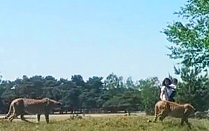 Watch: Family barely escaped an attack by cheetahs after getting out of car at a Safari Park