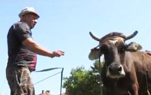 Pregnant illegal immigrant cow to be executed for accidentally crossing National Border