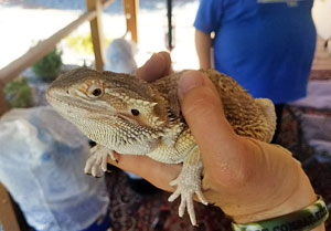 US Couple Ordered Bicycle Online, Opened Package To Find Bearded Dragon Inside