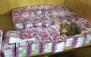 Rats destroy currency worth Rs 12 lakh in Assam ATM