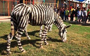 Egyptian Zoo Paints Donkey Black and White, Tries to Pass It Off as Zebra