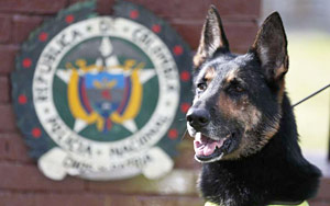 Colombian Drug Gang Puts Bounty On Drug-Sniffing Dog