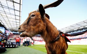 Turkish Football Club Sells 18 Players to Buy Goats