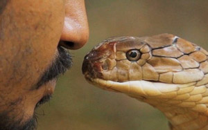 Indian Man Gets High by Letting Poisonous Snakes Bite Him on the Tongue