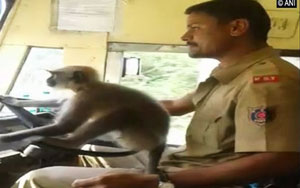 Driver Lets Monkey Sit on Steering Wheel in a Moving Bus, Gets Fired
