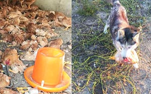 'Terminator' Dog Kills Over 600 Chickens in One Night