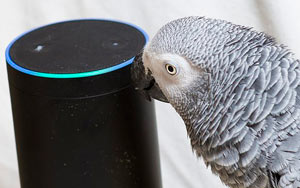 Naughty Parrot Uses Amazon Alexa To Shop While Owner Is Away