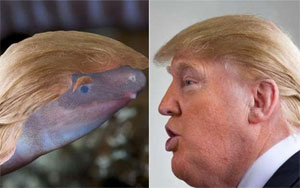 Blind, Sand-Burrowing Creature Named After Donald Trump