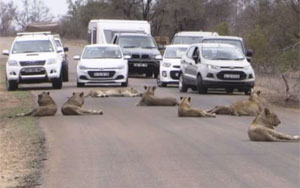 When Lions Took Over A Busy Road!