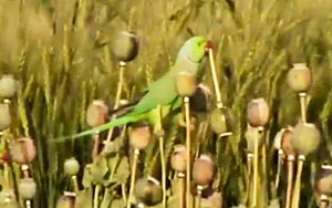 Opium-Addicted Parrots Wreak Havoc in Indian Poppy Fields