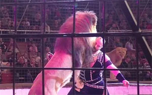 In Terrifying Video, Circus Lion Attacks Trainer As Audience Screams