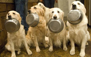 Woman fined Rs 3.60 lakh for feeding stray dogs