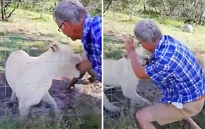 Man almost has his arm ripped off by a lioness after trying to stroke it
