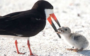 Heartbreaking Pics Show Bird Feeding Cigarette To Baby Chick