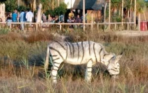 Donkeys Painted To Look Like Zebras For Safari-Themed Party Cause Outrage
