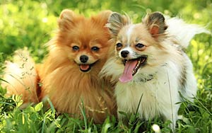 Family abandons pet Pomeranian over 'illicit relationship'