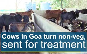Cows in Goa turn non-veg, sent for treatment
