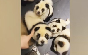 China's Panda Cafe Turns Out To Be Full Of Dyed Dogs