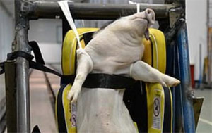 Chinese Researchers Spark Outrage by Using Live Pigs as Crash Test Dummies