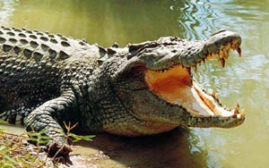 11-Year-Old Girl Allegedly Gouges Crocodile's Eyes Out to Save a Friend